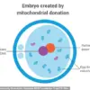 Historic Milestone in Three-Person IVF: Eight Healthy Babies Born in UK to Combat Mitochondrial Diseases