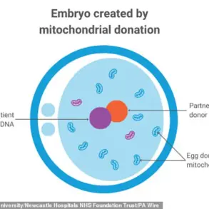 Historic Milestone in Three-Person IVF: Eight Healthy Babies Born in UK to Combat Mitochondrial Diseases