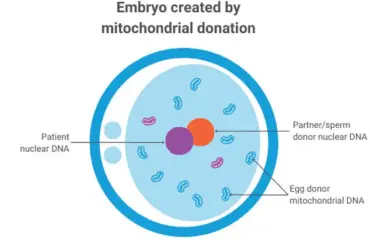 Historic Milestone in Three-Person IVF: Eight Healthy Babies Born in UK to Combat Mitochondrial Diseases