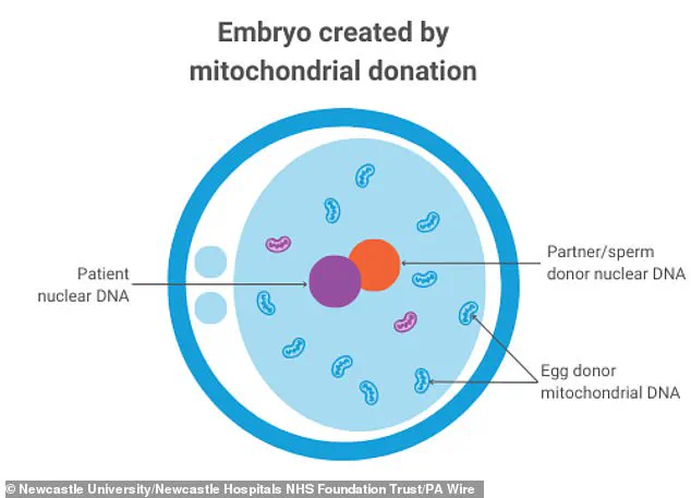 Historic Milestone in Three-Person IVF: Eight Healthy Babies Born in UK to Combat Mitochondrial Diseases
