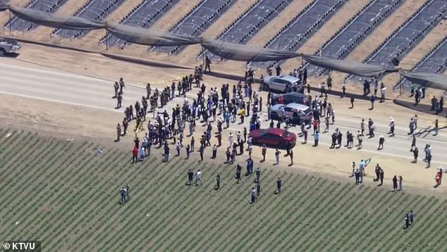 ICE Raid on California Cannabis Farm Turns Violent as Protester Fires on Federal Agents, Tear Gas Used