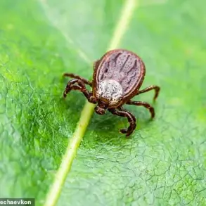 Maine CDC Warns of Escalating Vector-Borne Disease Threat Following First Powassan Virus Case