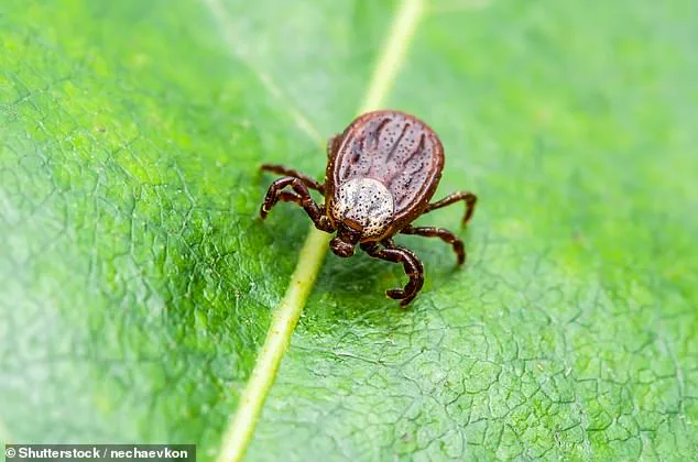 Maine CDC Warns of Escalating Vector-Borne Disease Threat Following First Powassan Virus Case