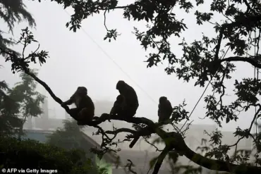 Urgent Update: Stampede at Ausaneshwar Mahadev Temple in Barabanki Leaves 2 Dead, Dozens Injured After Monkey-Induced Electrical Mishap