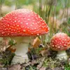 Alarming Surge in Dangerous Reactions Linked to Microdosing Mushrooms as Trend Spreads