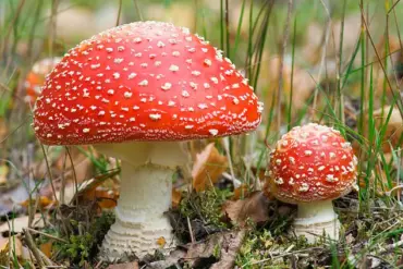 Alarming Surge in Dangerous Reactions Linked to Microdosing Mushrooms as Trend Spreads