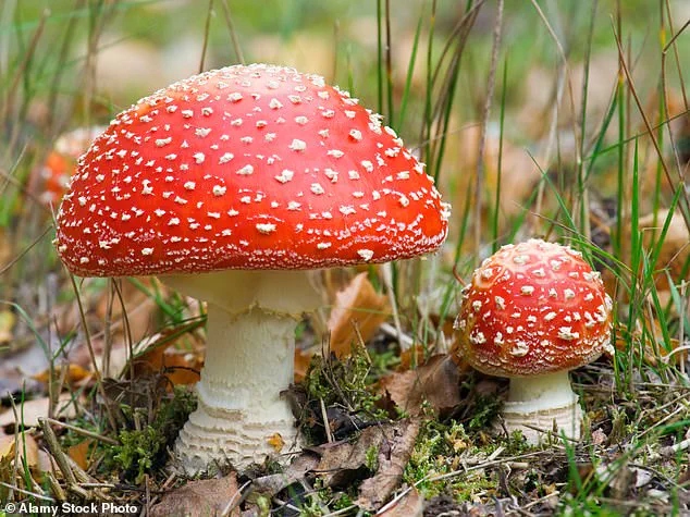 Alarming Surge in Dangerous Reactions Linked to Microdosing Mushrooms as Trend Spreads