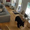 Breaking: Black Bear Intrusion in Vancouver Suburb – Surveillance Footage Captures Unprecedented Wildlife Encounter