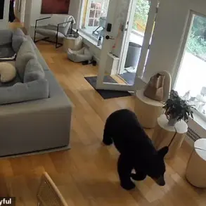 Breaking: Black Bear Intrusion in Vancouver Suburb – Surveillance Footage Captures Unprecedented Wildlife Encounter