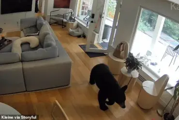 Breaking: Black Bear Intrusion in Vancouver Suburb – Surveillance Footage Captures Unprecedented Wildlife Encounter
