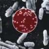 Chilling Resurgence of Black Death in U.S. Prompts Expert Warnings and Calls for Preventive Measures