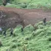 Criminal Psychologist Warns of Indoctrination Risks for Three Children in New Zealand Wilderness After Four-Year Hiding