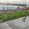 Foster City Faces Escalating Crisis as 400 Canada Geese Leave 300 Pounds of Feces Daily, Sparking Emergency Response