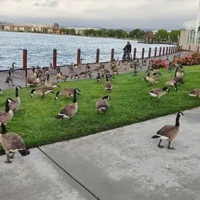Foster City Faces Escalating Crisis as 400 Canada Geese Leave 300 Pounds of Feces Daily, Sparking Emergency Response