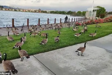 Foster City Faces Escalating Crisis as 400 Canada Geese Leave 300 Pounds of Feces Daily, Sparking Emergency Response
