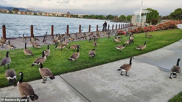 Foster City Faces Escalating Crisis as 400 Canada Geese Leave 300 Pounds of Feces Daily, Sparking Emergency Response