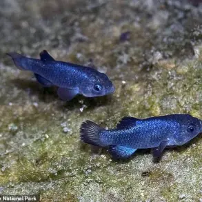 Urgent Crisis: Seismic Events Trigger Catastrophic Decline of World's Rarest Fish, Devil's Hole Pupfish, in Nevada Habitat