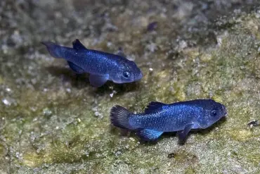 Urgent Crisis: Seismic Events Trigger Catastrophic Decline of World's Rarest Fish, Devil's Hole Pupfish, in Nevada Habitat
