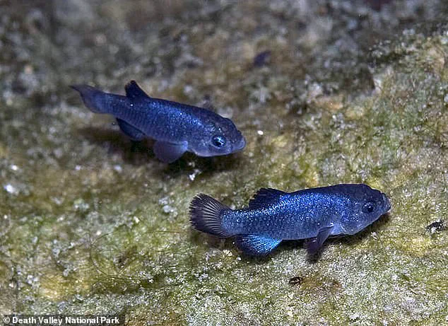 Urgent Crisis: Seismic Events Trigger Catastrophic Decline of World's Rarest Fish, Devil's Hole Pupfish, in Nevada Habitat