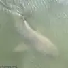 When Titans Meet: Alligators and Sharks Coexist in Rare Encounter – 'A Moment of Peace in the Wild,' Says Marine Biologist; 'Nature's Way of Balancing Power,' Notes Wildlife Expert