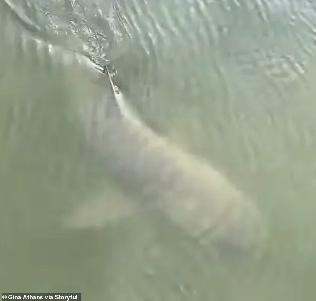 When Titans Meet: Alligators and Sharks Coexist in Rare Encounter – 'A Moment of Peace in the Wild,' Says Marine Biologist; 'Nature's Way of Balancing Power,' Notes Wildlife Expert